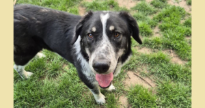 Talak Zorro Dogsavior Jun25 Social Media