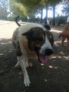 Atlas Zorro Dogsavior Aug25 1