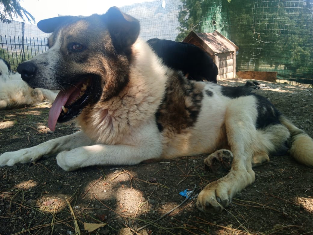 Atlas Zorro Dogsavior Aug25 2