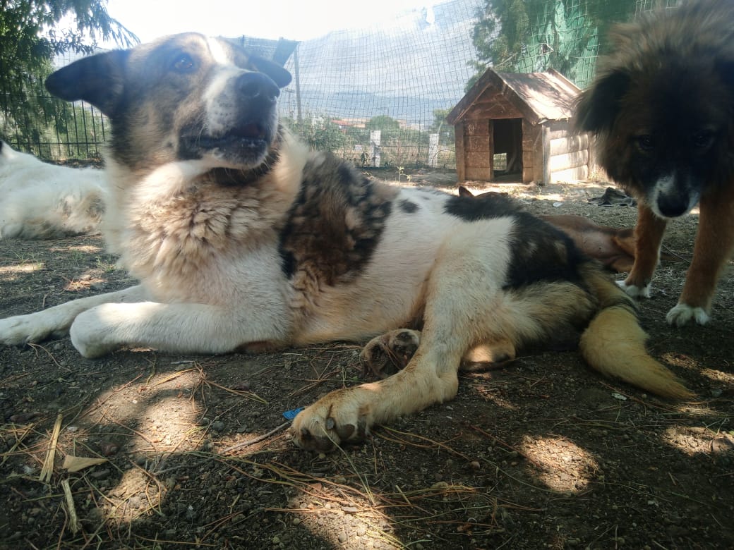 Atlas Zorro Dogsavior Aug25 3