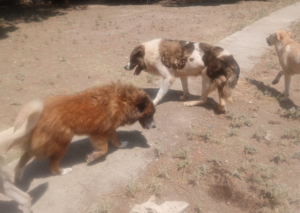 Atlas Zorro Dogsavior Aug25 4