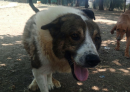 Atlas Zorro Dogsavior Aug25 Beitragsbild
