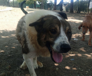 Atlas Zorro Dogsavior Aug25 Beitragsbild