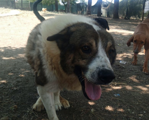 Atlas Zorro Dogsavior Aug25 Beitragsbild