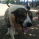 Atlas Zorro Dogsavior Aug25 Beitragsbild