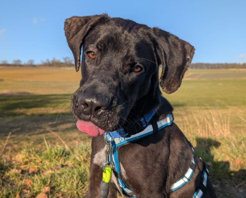 Blacky Zorro Dogsavior Mai25 Beitragsbild