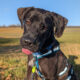 Blacky Zorro Dogsavior Mai25 Beitragsbild