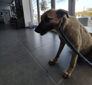 Blue Zorro Dogsavior Mai25 1