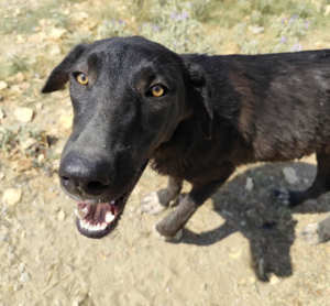 Bonny Zorro Dogsavior Jul25 1