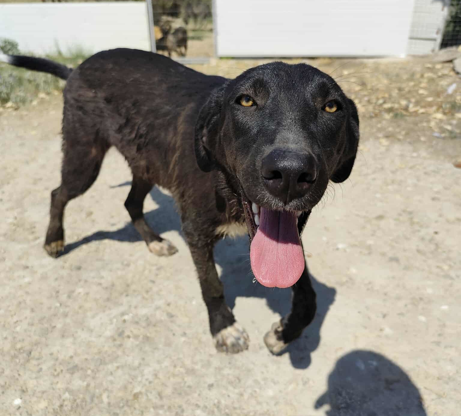 Bonny Zorro Dogsavior Jul25 2