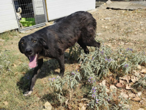 Bonny Zorro Dogsavior Jul25 3