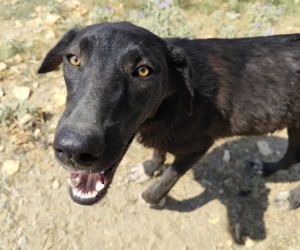 Bonny Zorro Dogsavior Jul25 Beitragsbild