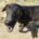 Bonny Zorro Dogsavior Jul25 Beitragsbild
