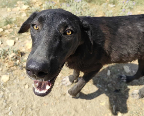 Bonny Zorro Dogsavior Jul25 Beitragsbild