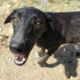 Bonny Zorro Dogsavior Jul25 Beitragsbild