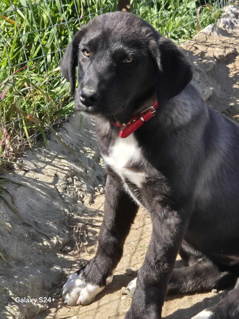 Bonny Zorro Dogsavior Mai25 1