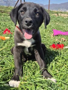 Bonny Zorro Dogsavior Mai25 2