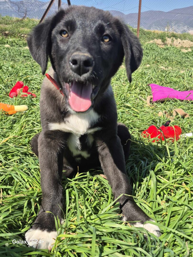 Bonny Zorro Dogsavior Mai25 2