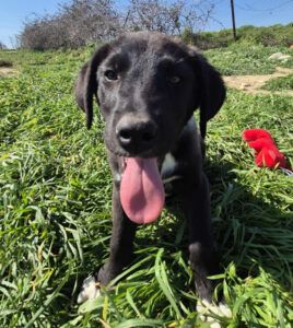 Bonny Zorro Dogsavior Mai25 3