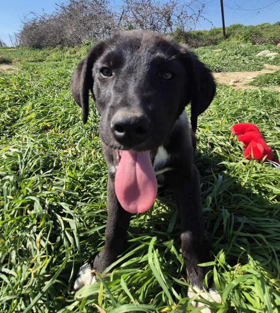 Bonny Zorro Dogsavior Mai25 3