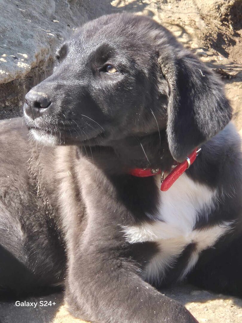 Bonny Zorro Dogsavior Mai25 4