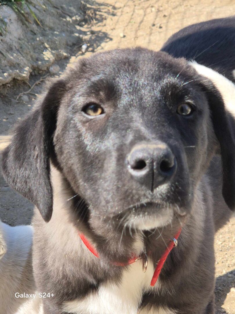 Bonny Zorro Dogsavior Mai25 5