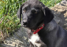 Bonny Zorro Dogsavior Mai25 Beitragsbild