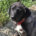 Bonny Zorro Dogsavior Mai25 Beitragsbild