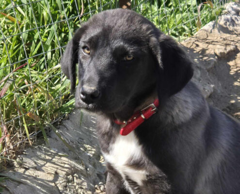 Bonny Zorro Dogsavior Mai25 Beitragsbild