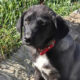 Bonny Zorro Dogsavior Mai25 Beitragsbild