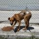 Candy Zorro Dogsavior Mai25 Beitragsbild