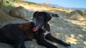 Clint Zorro Dogsavior Jul25 1