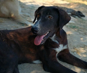 Clint Zorro Dogsavior Jul25 Beitragsbild