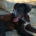 Clint Zorro Dogsavior Jul25 Beitragsbild
