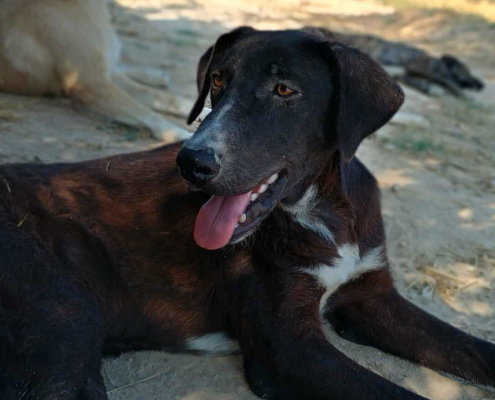 Clint Zorro Dogsavior Jul25 Beitragsbild