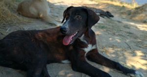 Clint Zorro Dogsavior Jul25 Social Media