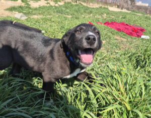 Clint Zorro Dogsavior Mai25 1