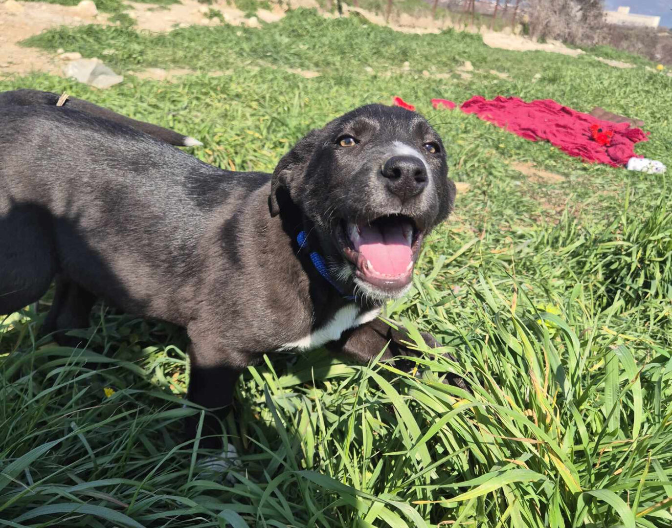 Clint Zorro Dogsavior Mai25 1