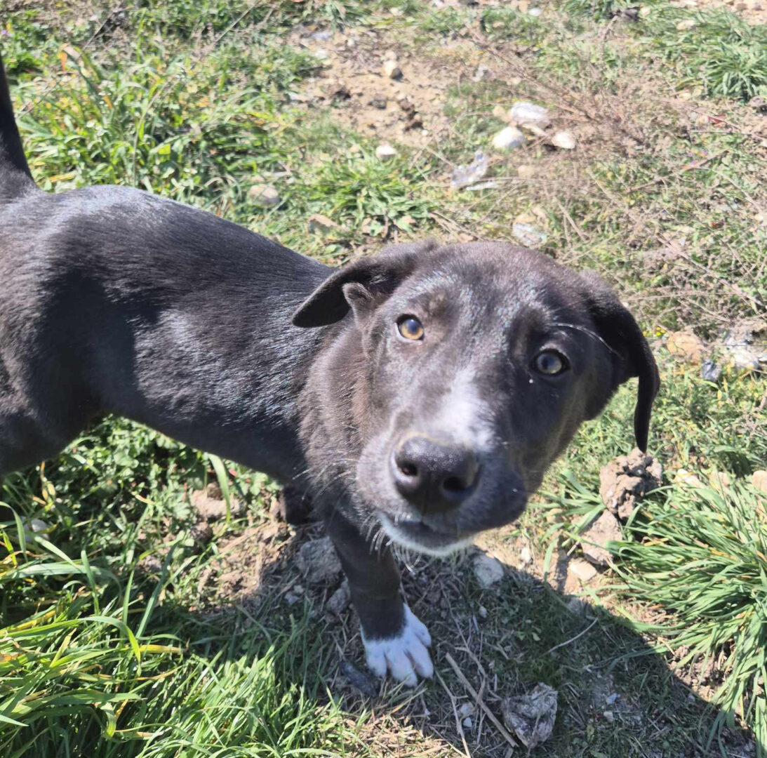 Clint Zorro Dogsavior Mai25 2