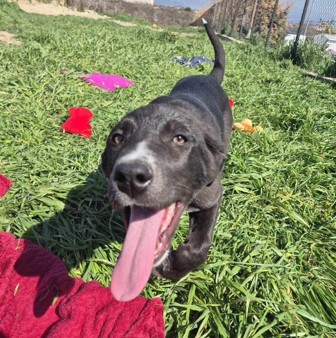 Clint Zorro Dogsavior Mai25 4