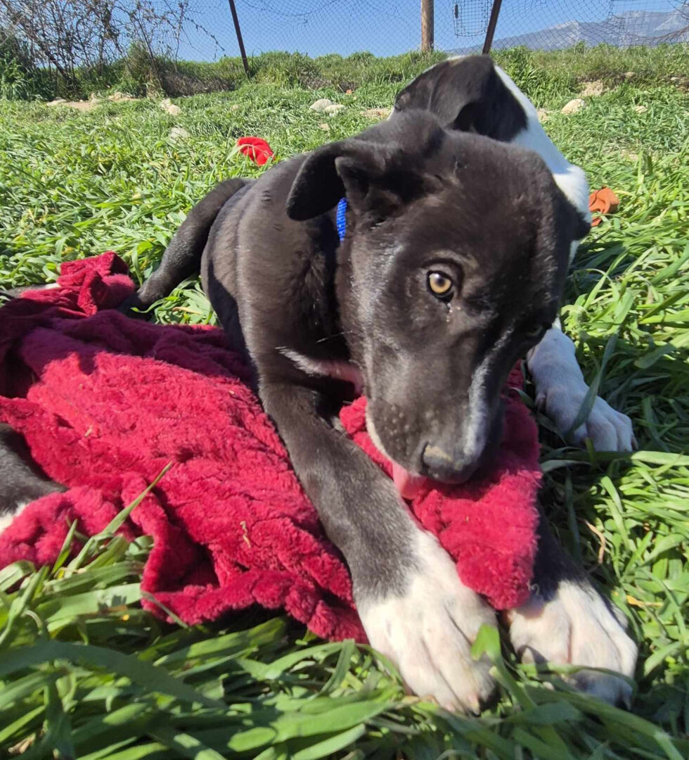Clint Zorro Dogsavior Mai25 5