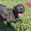 Clint Zorro Dogsavior Mai25 Beitragsbild