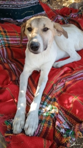 Contessa Zorro Dogsavior Jul25 1