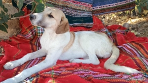 Contessa Zorro Dogsavior Jul25 2