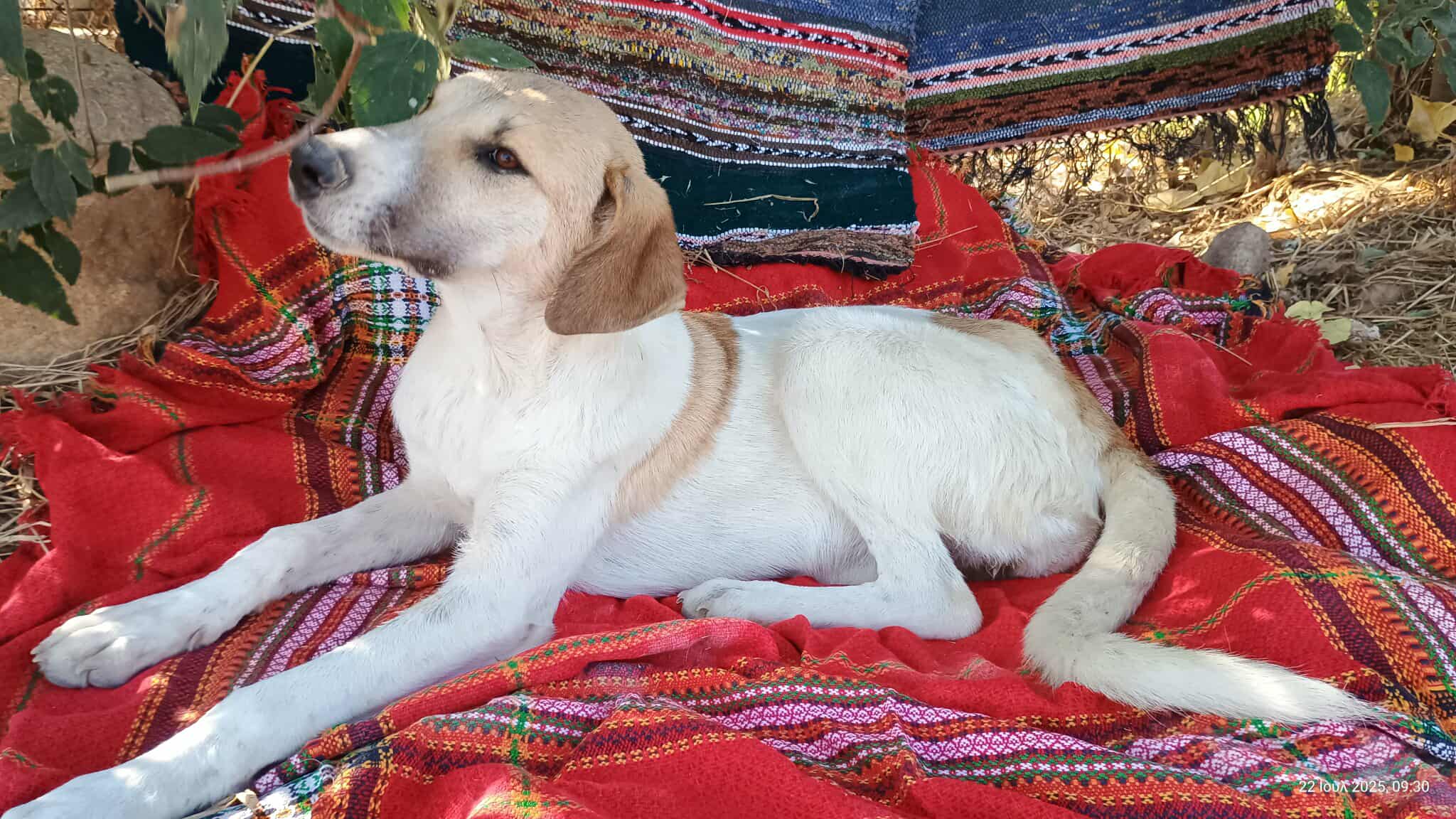 Contessa Zorro Dogsavior Jul25 2