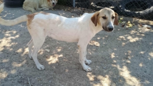 Contessa Zorro Dogsavior Jul25 4