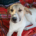 Contessa Zorro Dogsavior Jul25 Beitragsbild