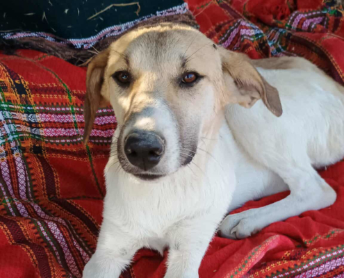Contessa Zorro Dogsavior Jul25 Beitragsbild