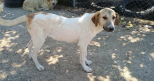 Contessa Zorro Dogsavior Jul25 Social Media