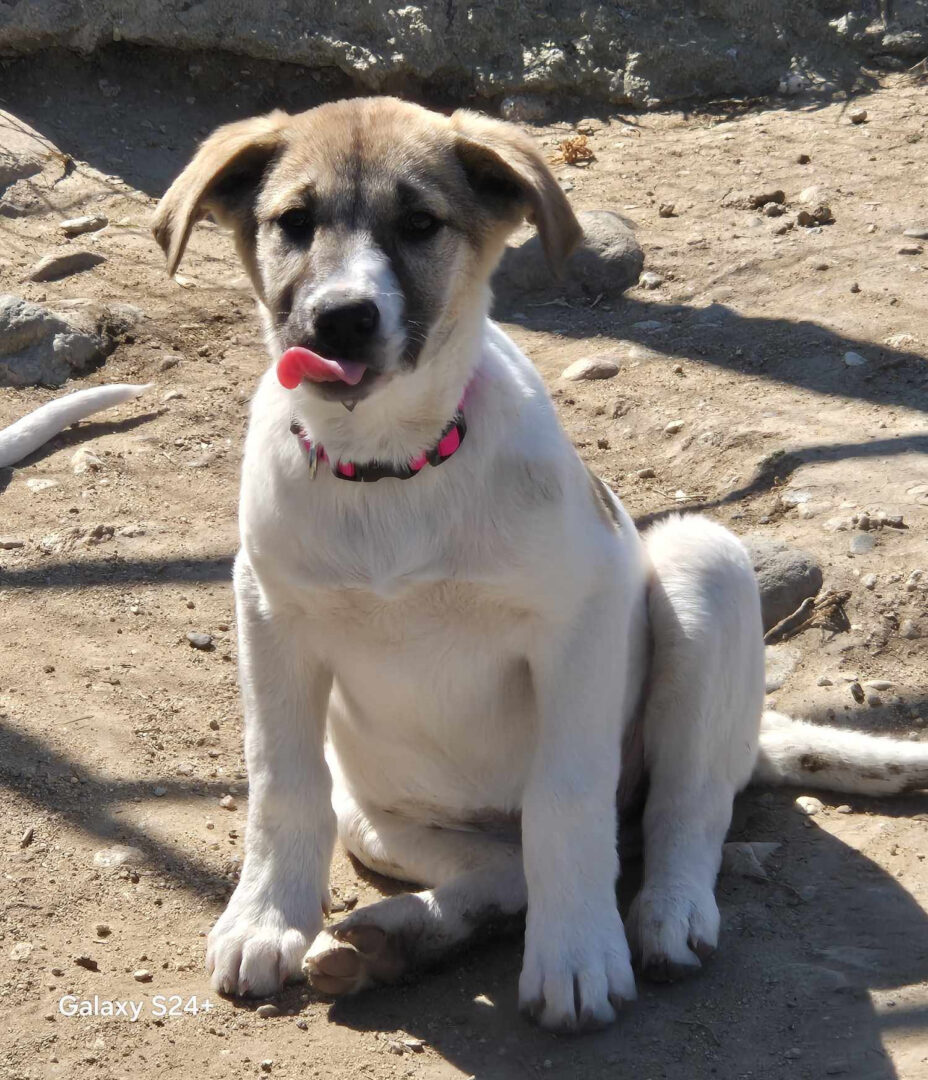 Contessa Zorro Dogsavior Mai25 3